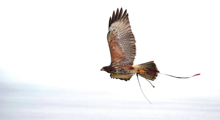 Captive Harris hawk flying