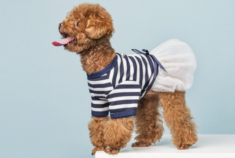 Dog in a blue striped outfit 
