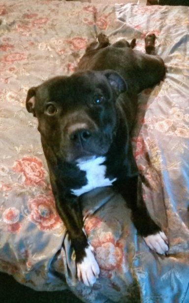 black staffordshire bull terrier on a bed