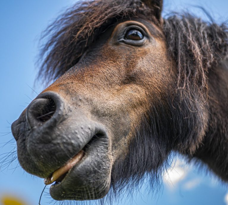 Horse sticking out tongue 