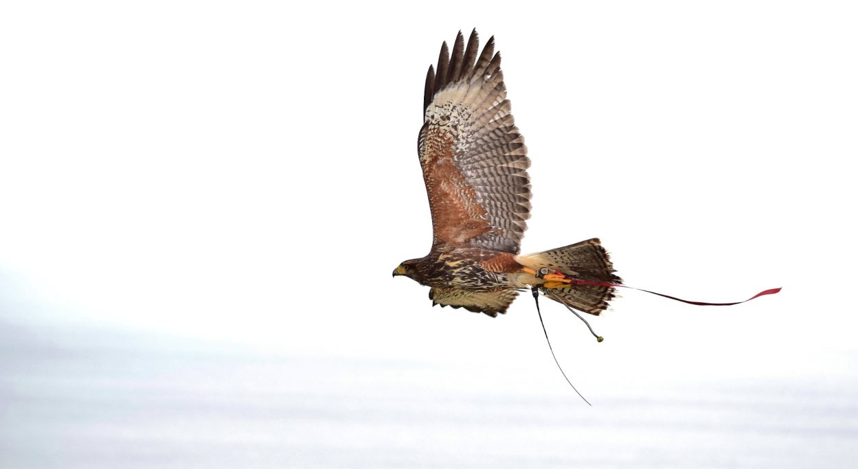 Animal Experiences Captive Harris hawk flying
