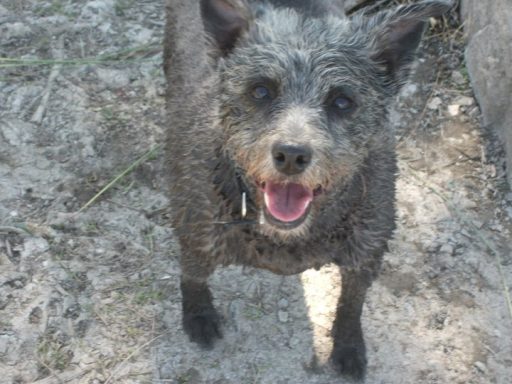 cute wet grey dog