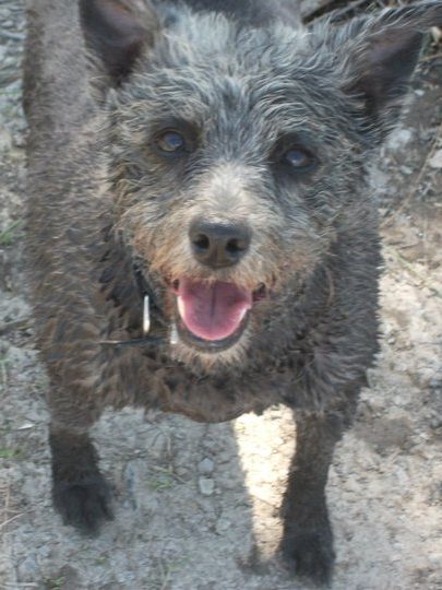 Wet dog