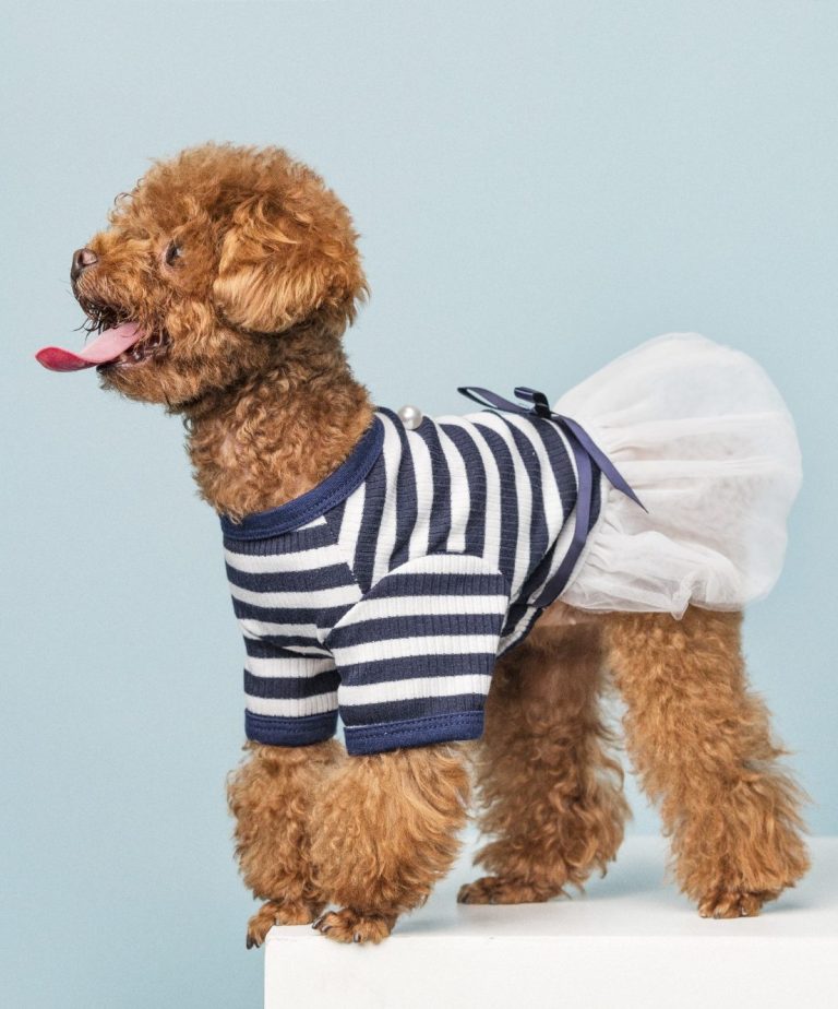 Curly haired dog in a striped T shirt and skirt