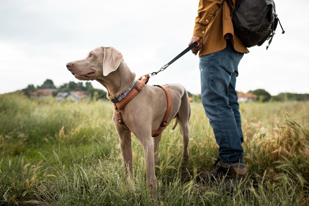 Walking Dog on a lead