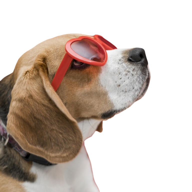 Dog wearing sunglasses