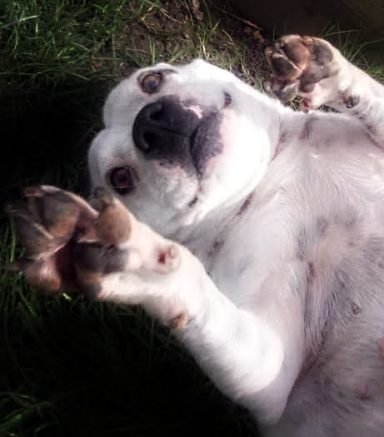 white staffordshire bull with paws up