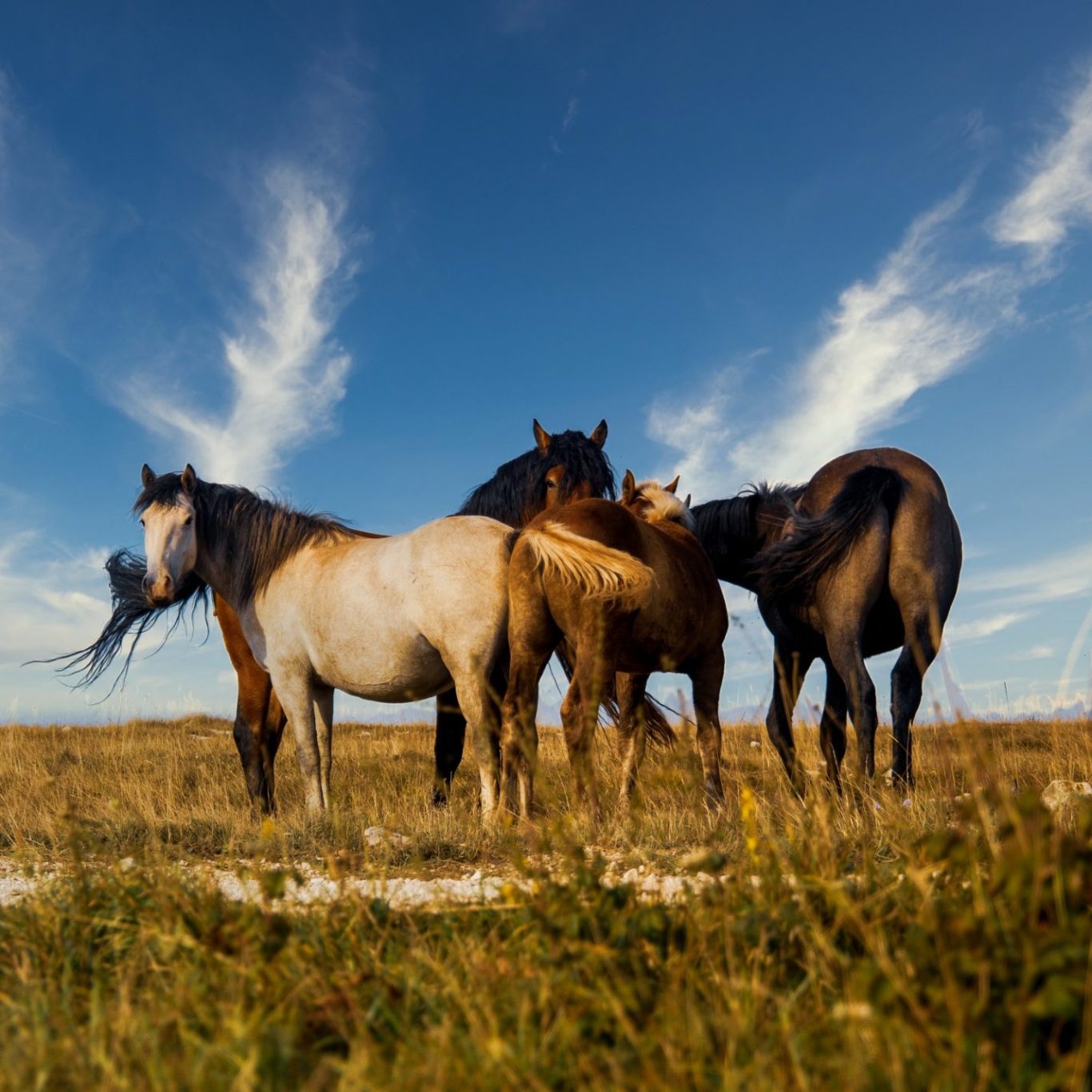 Horses in a field Horses in a field