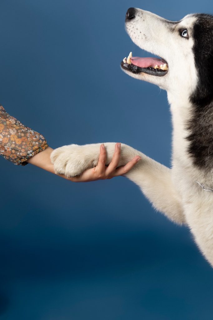 Training Dog giving paw