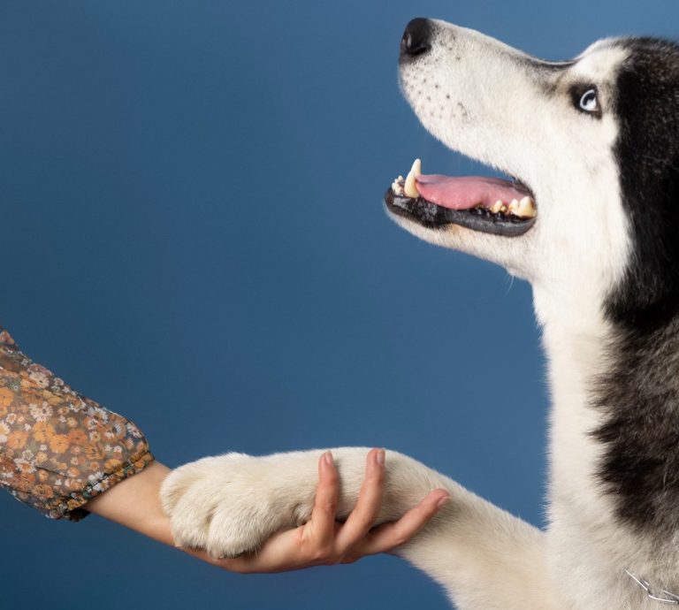Dog giving paw