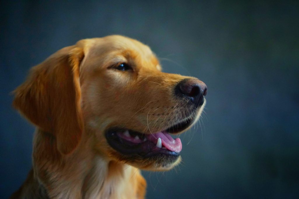 Pet Photography Labrador Portrait