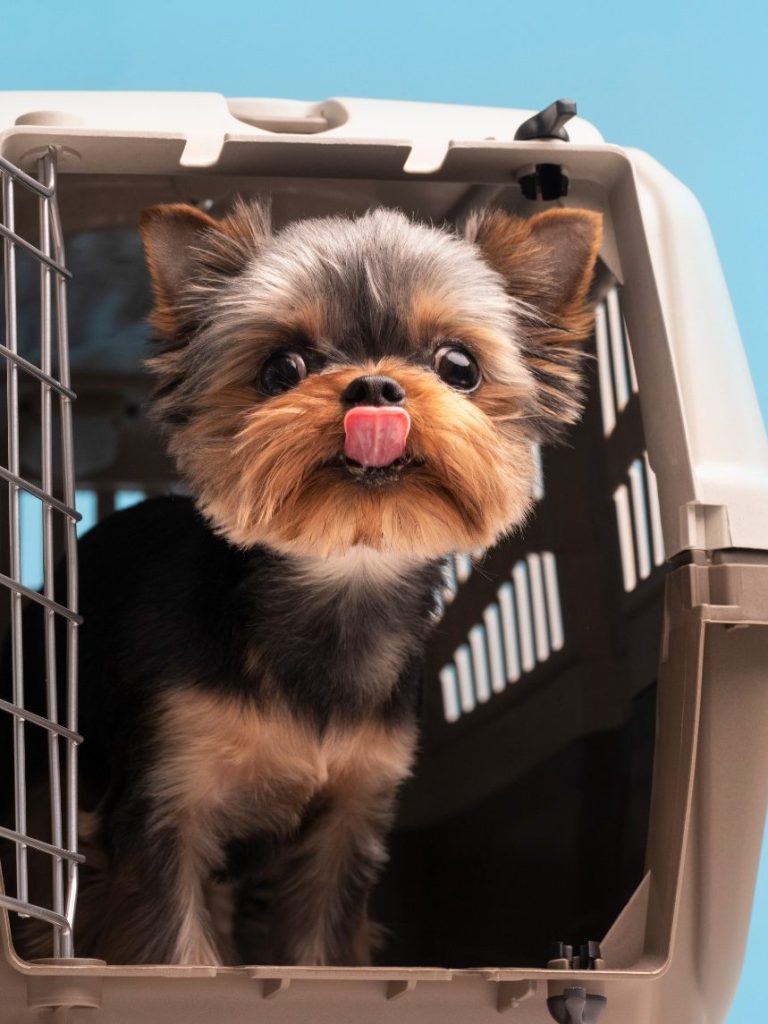 Small dog in a carrier