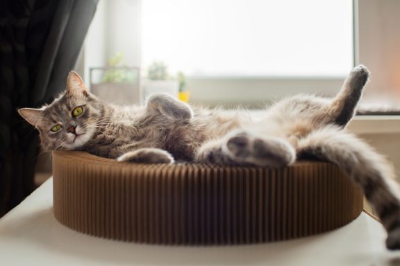 Cat lying in cat bed