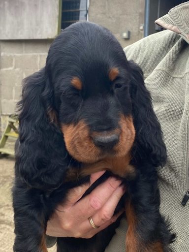 Pluto the Puppy